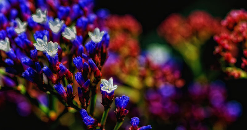 Flower Bokeh Meaning