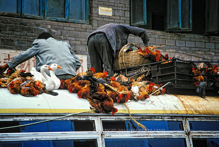 Chicken Transport